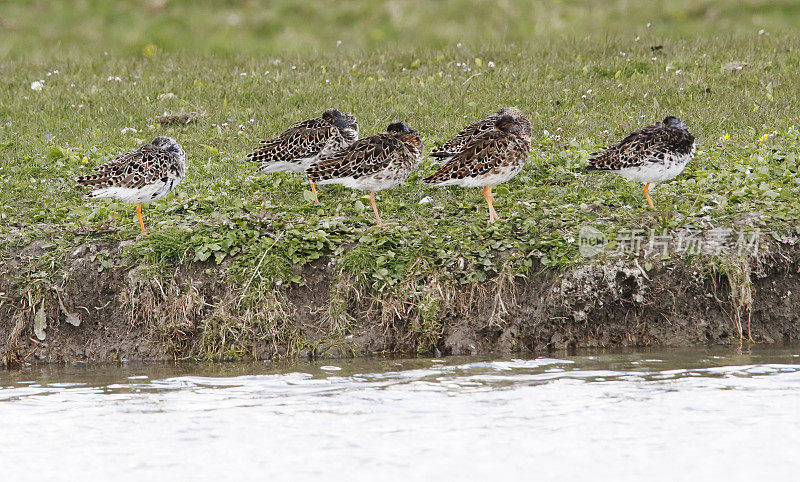 Ruff Wader, Philomachus匕首